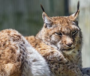 Preview wallpaper lynx, predator, fur, glance, animal, nature