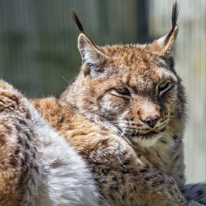 Preview wallpaper lynx, predator, fur, glance, animal, nature