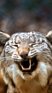 Preview wallpaper lynx, predator, grin