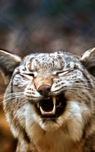 Preview wallpaper lynx, predator, grin