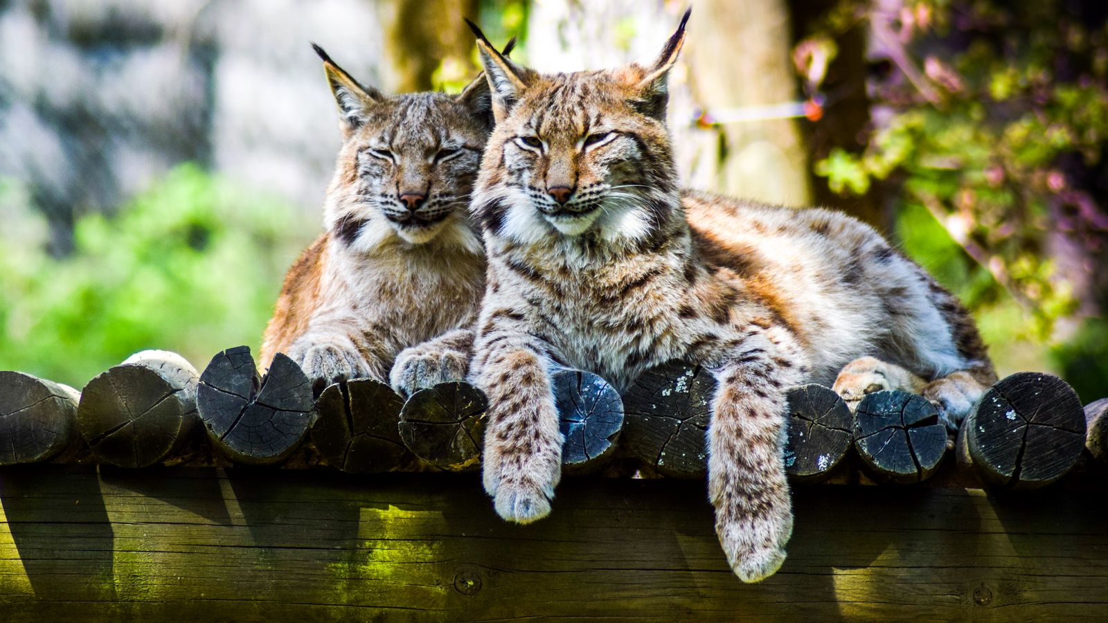 Download wallpaper 1600x900 lynx, predator, large cat widescreen 16:9