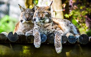 Preview wallpaper lynx, predator, large cat