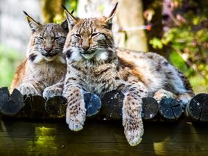 Preview wallpaper lynx, predator, large cat