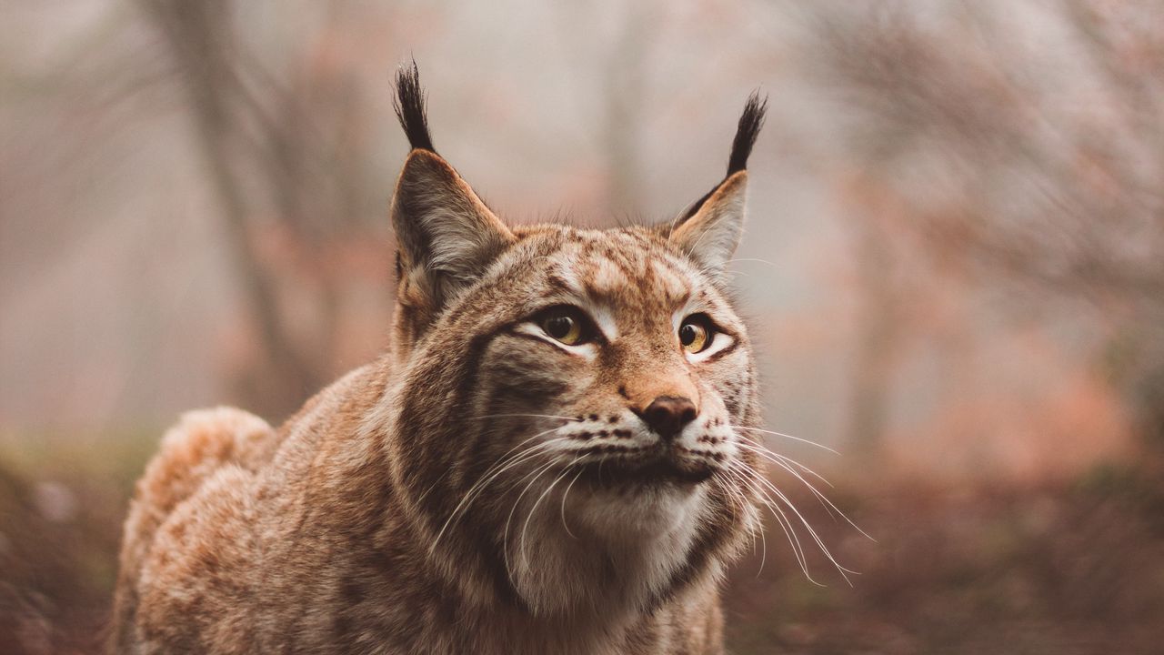 Wallpaper lynx, predator, large cat, sits