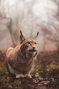 Preview wallpaper lynx, predator, large cat, sits