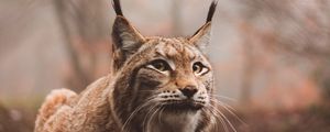 Preview wallpaper lynx, predator, large cat, sits