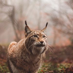 Preview wallpaper lynx, predator, large cat, sits