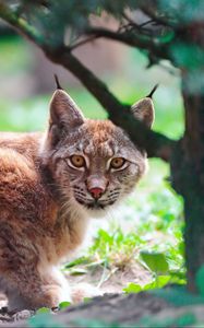 Preview wallpaper lynx, predator, lying down, tree, big cat