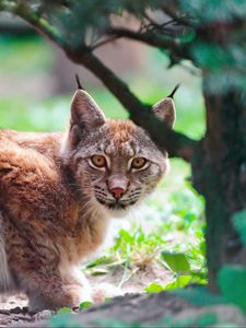 Preview wallpaper lynx, predator, lying down, tree, big cat