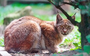 Preview wallpaper lynx, predator, lying down, tree, big cat