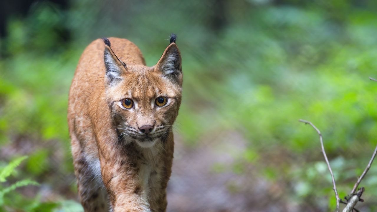 Wallpaper lynx, predator, movement, big cat, wildlife