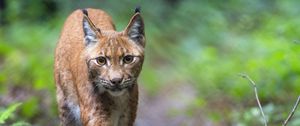 Preview wallpaper lynx, predator, movement, big cat, wildlife