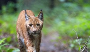 Preview wallpaper lynx, predator, movement, big cat, wildlife