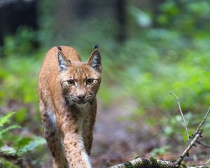 Preview wallpaper lynx, predator, movement, big cat, wildlife