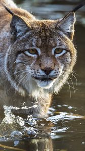 Preview wallpaper lynx, predator, muzzle, water