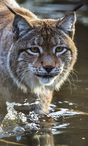 Preview wallpaper lynx, predator, muzzle, water