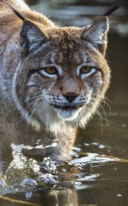 Preview wallpaper lynx, predator, muzzle, water