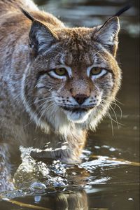 Preview wallpaper lynx, predator, muzzle, water