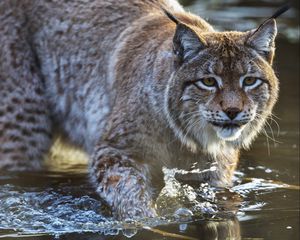 Preview wallpaper lynx, predator, muzzle, water