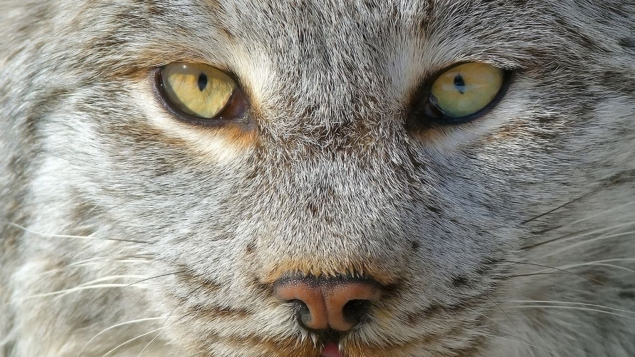 Wallpaper lynx, predator, muzzle, nose