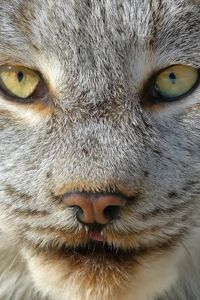 Preview wallpaper lynx, predator, muzzle, nose