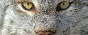 Preview wallpaper lynx, predator, muzzle, nose