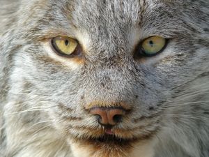 Preview wallpaper lynx, predator, muzzle, nose