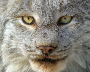 Preview wallpaper lynx, predator, muzzle, nose