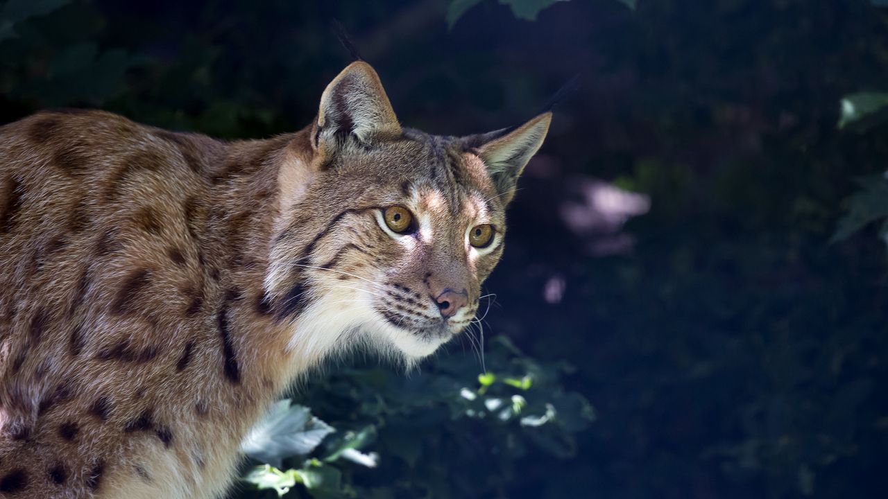 Wallpaper lynx, predator, muzzle, wild cat