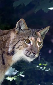 Preview wallpaper lynx, predator, muzzle, wild cat