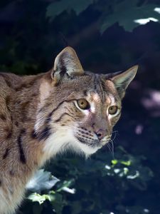 Preview wallpaper lynx, predator, muzzle, wild cat