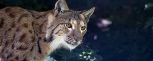 Preview wallpaper lynx, predator, muzzle, wild cat