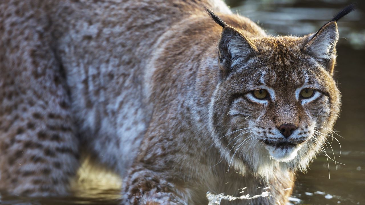 Wallpaper Lynx, Predator, Muzzle, Water Hd, Picture, Image