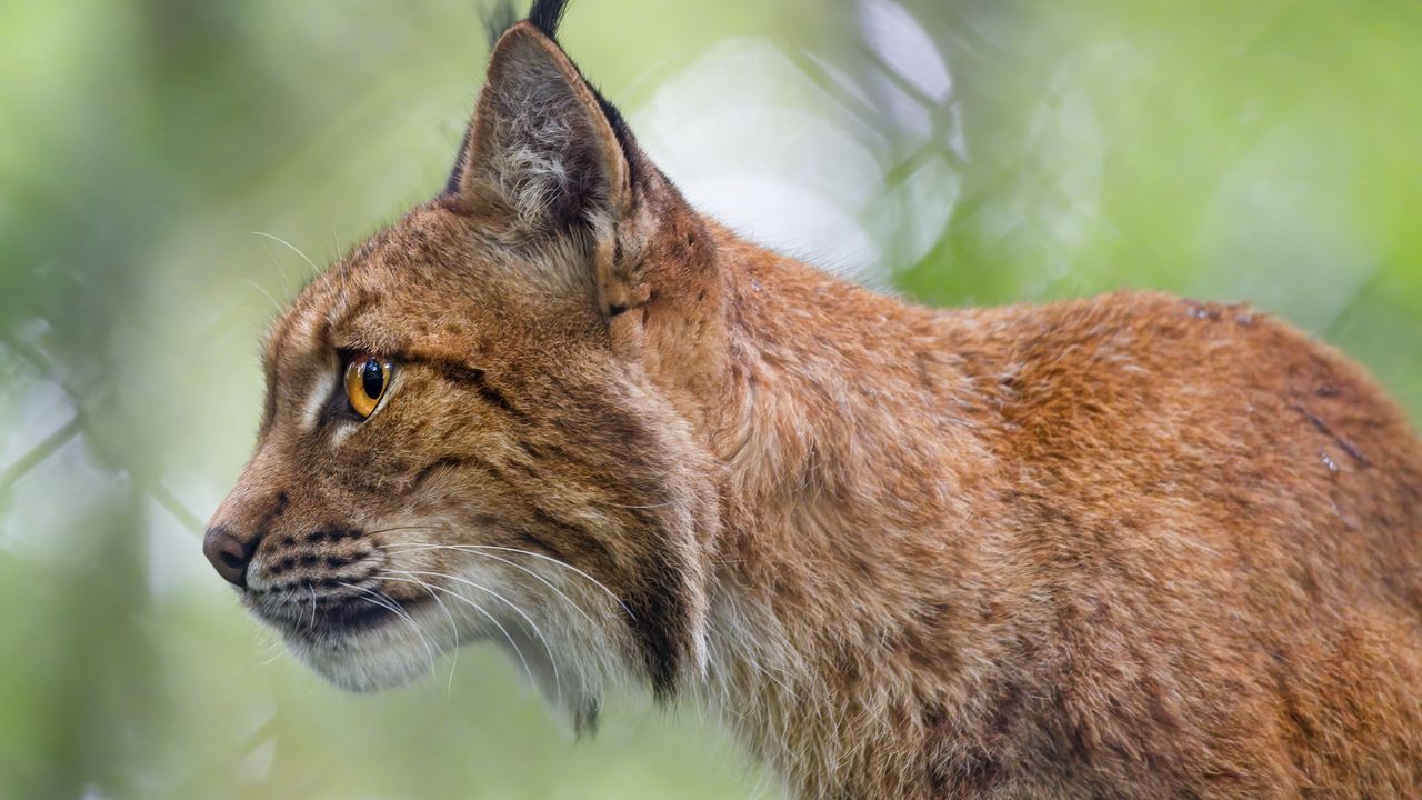 Wallpaper lynx, predator, profile, big cat