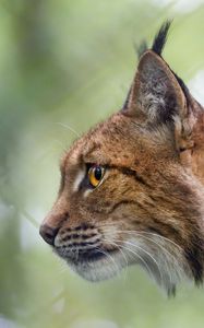 Preview wallpaper lynx, predator, profile, big cat