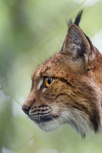 Preview wallpaper lynx, predator, profile, big cat