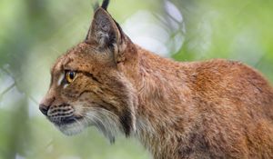 Preview wallpaper lynx, predator, profile, big cat