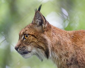Preview wallpaper lynx, predator, profile, big cat