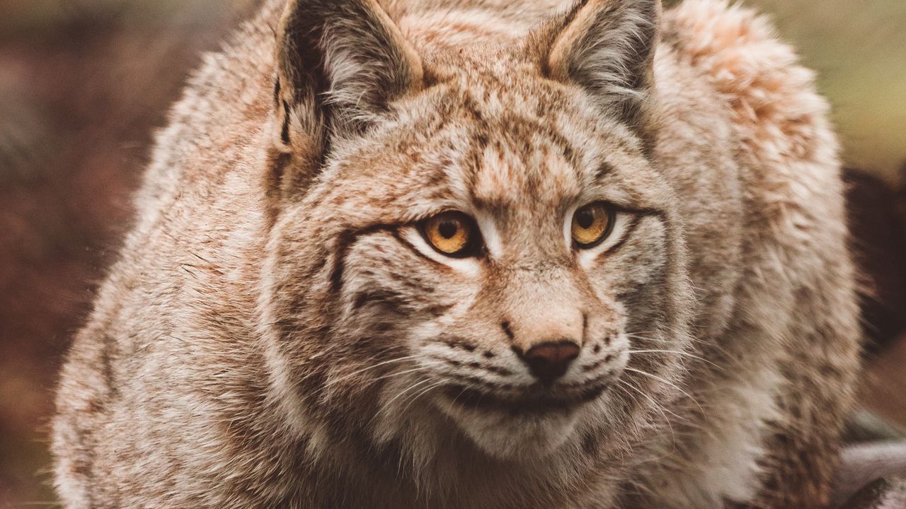 Wallpaper lynx, predator, sits