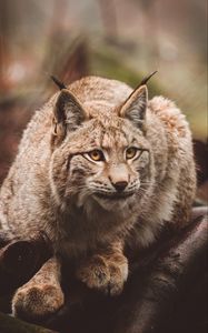 Preview wallpaper lynx, predator, sits