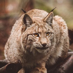 Preview wallpaper lynx, predator, sits