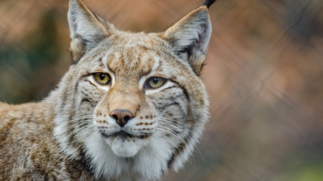 Wallpaper lynx, predator, snout, big cat