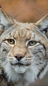 Preview wallpaper lynx, predator, snout, big cat