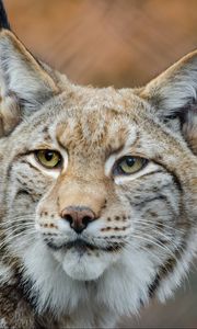 Preview wallpaper lynx, predator, snout, big cat