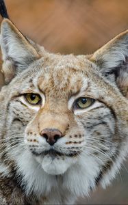 Preview wallpaper lynx, predator, snout, big cat