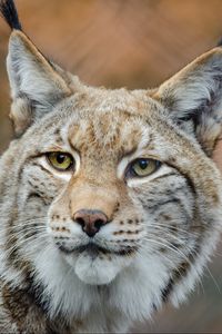 Preview wallpaper lynx, predator, snout, big cat