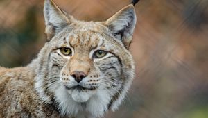 Preview wallpaper lynx, predator, snout, big cat