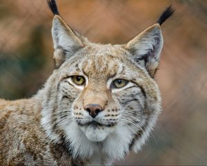 Preview wallpaper lynx, predator, snout, big cat