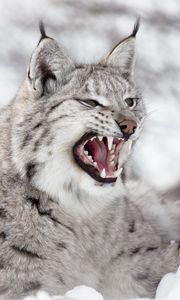 Preview wallpaper lynx, predator, snow, aggression