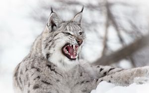Preview wallpaper lynx, predator, snow, aggression